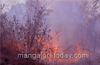 Bantwal : Huge fire engulfs vast tracts of rubber, coconut plantations
